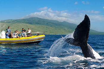 Maui Whale Watching Tour